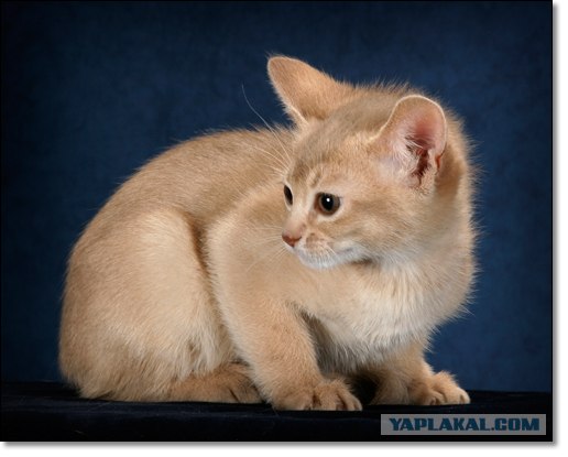Котовторник (24.03)