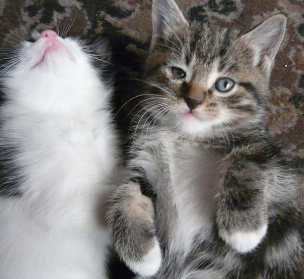 КОТовторник 13.04.2010г.
