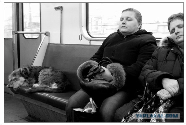 На серой ветке метро в час пик