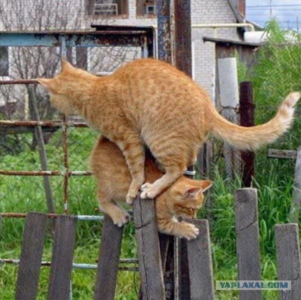 Десантный котовторник