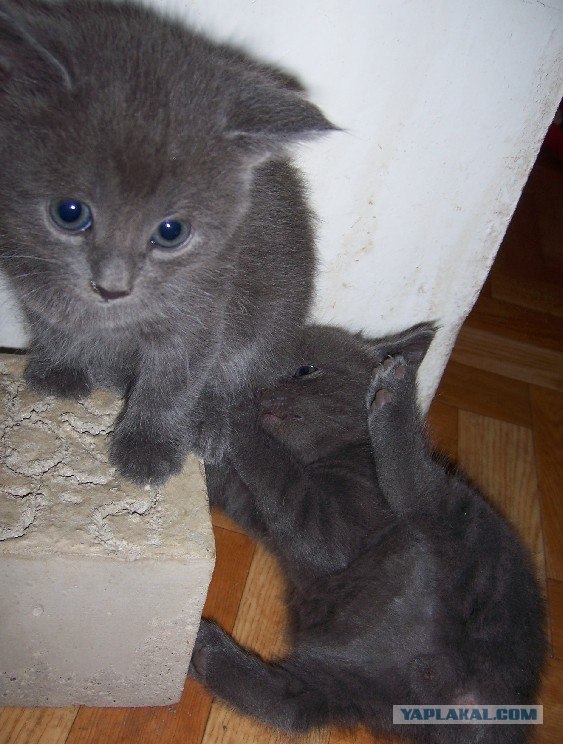 Котовторник 1.11.11