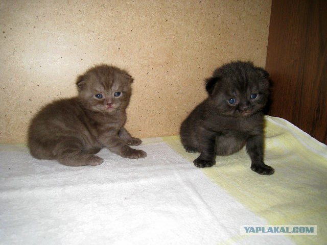 Котовторник 22.11.11