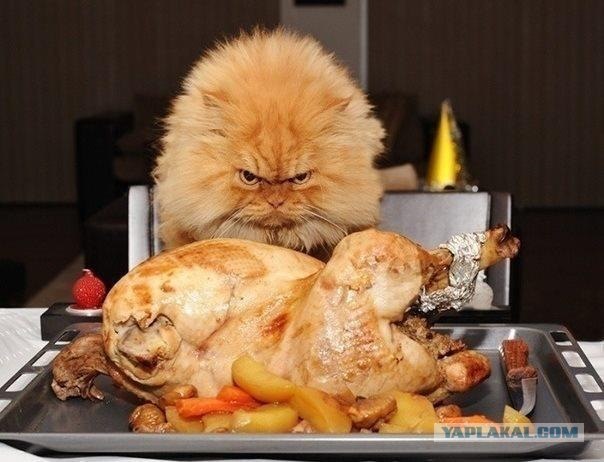 Котовторник 27.12.11