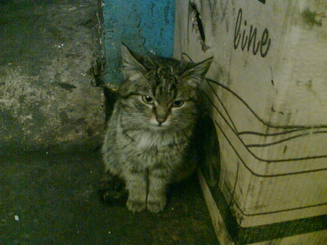 Котовторник (14.02.2012)
