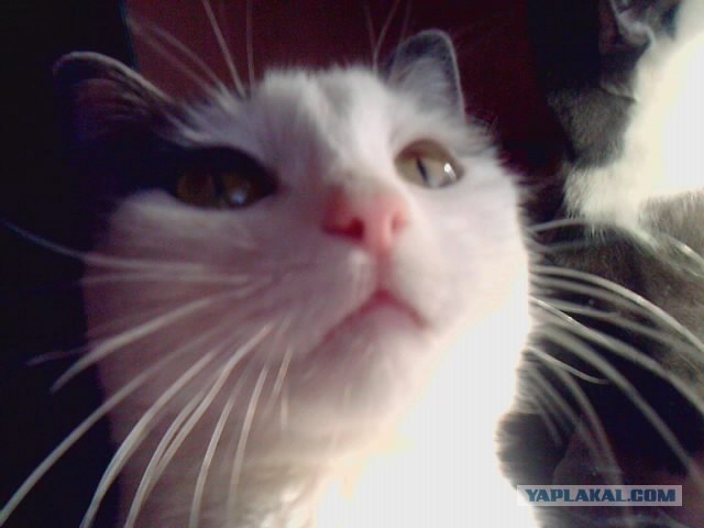 КОТОВТОРНИК (6.03.2012)