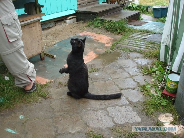 Котовторник 22.05.2012