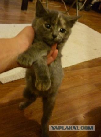 Котовторник 30.10.2012