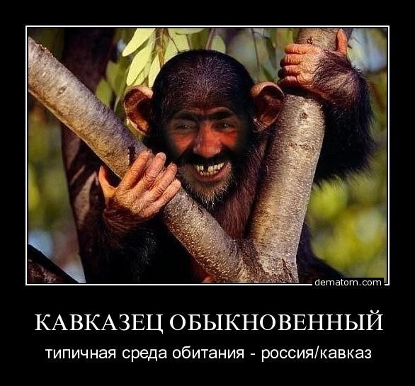 Картинки приколы кавказские, поздравление картинках