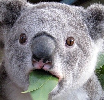 Австралийская коала подошла к велосипедистам, чтобы попить воды. В регионе сейчас очень жарко, бушуют лесные пожары