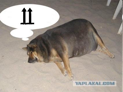 Фотожаба: О чем же думает собака?....