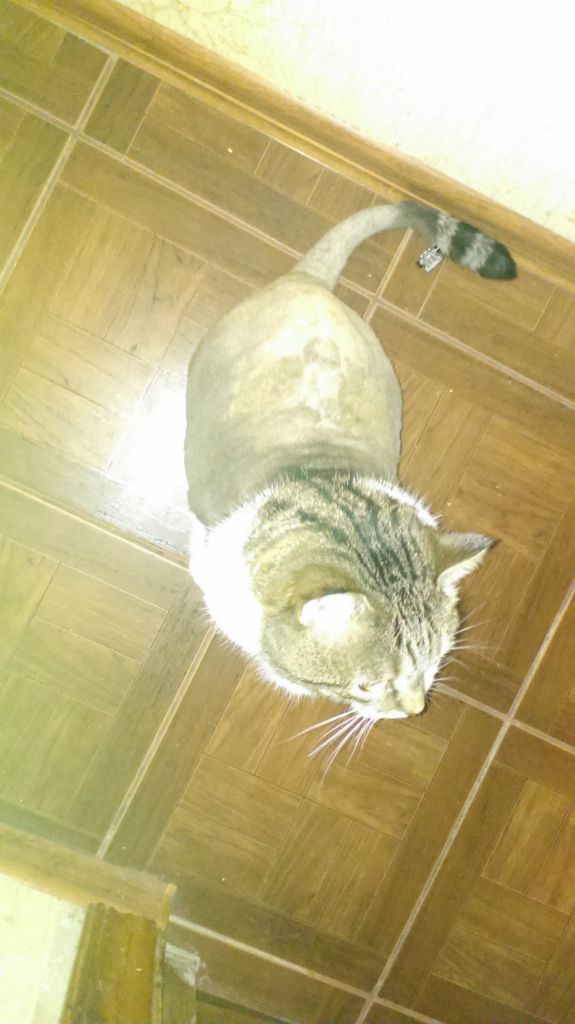 Наш кот Сёма.