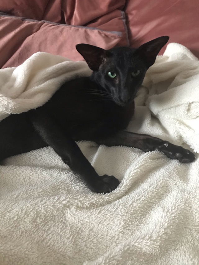 Котовторнику быть!