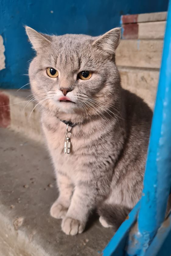 Котовторник же!