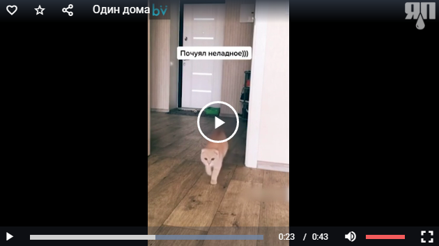 Что делает кот один дома