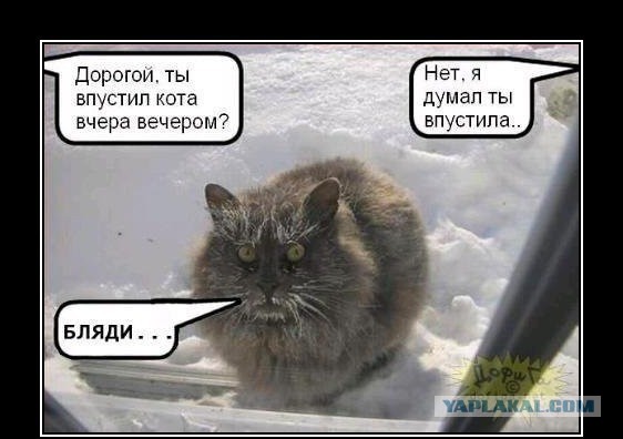 «От любви до ненависти»: история непростых взаимоотношений людей и кошек