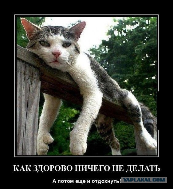 Забавные и смешные картинки на котовторник