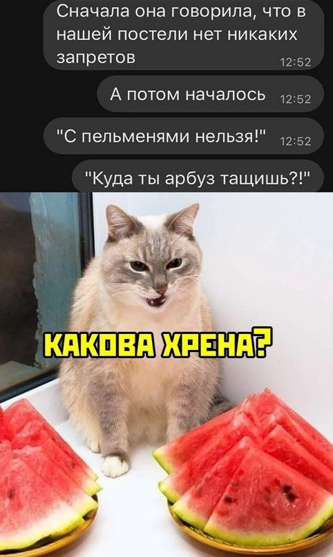 Котовторник. Немного сицилийских котов.