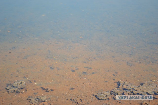 В погоне за раками