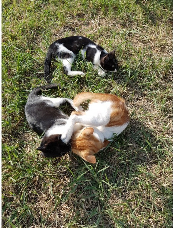 Кошаки. Греческие