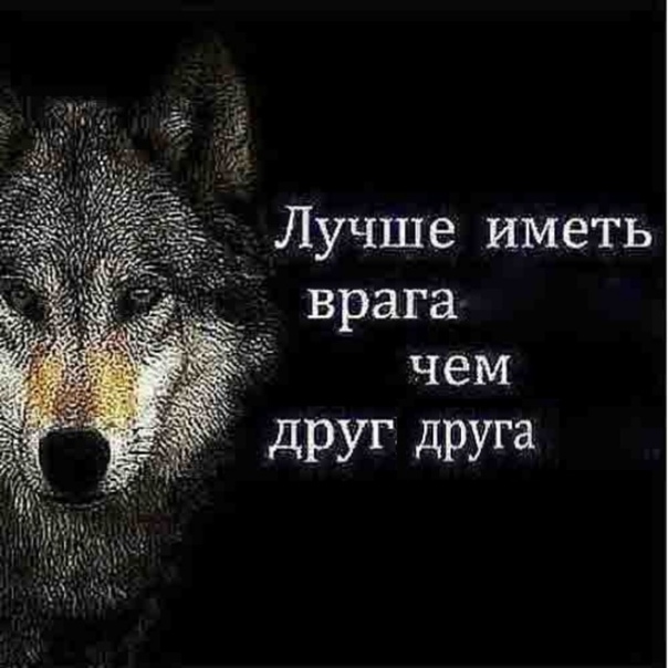 Опять волки. Зимой