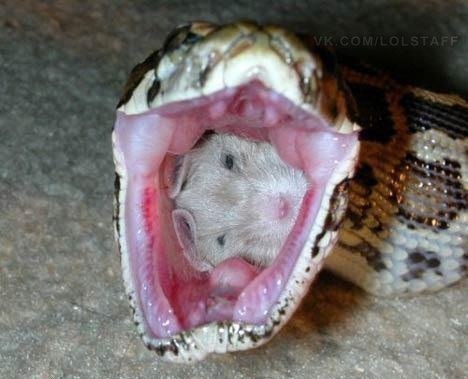 Животные добрые, они помогают друг другу