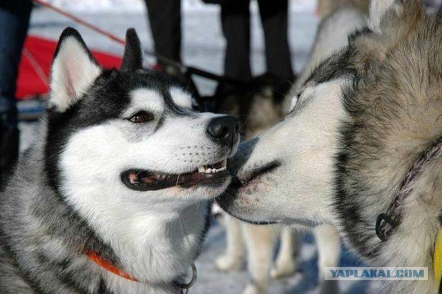 Хотите после этого собаку в дом?)
