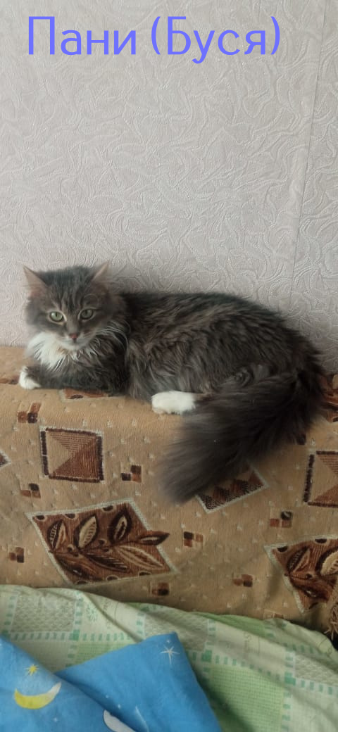 Жизнь домашнего приюта "Котоленд" 435