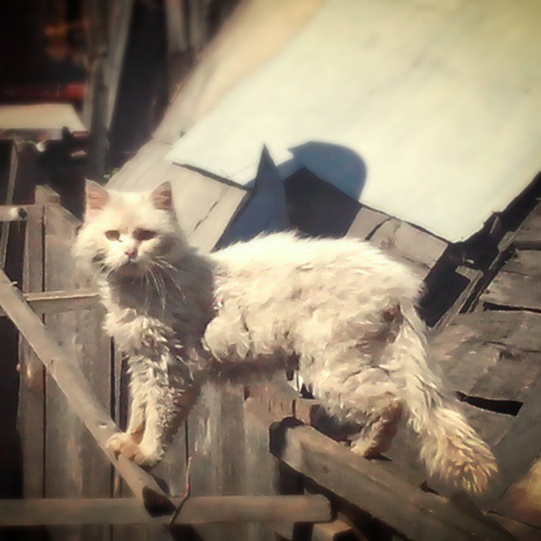 Котовторник 21.05.2013