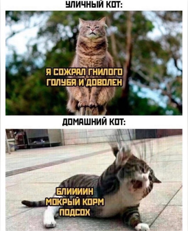 К котовторнику: подборка картинок-баянов с котиками и про котиков. Выпуск 3.