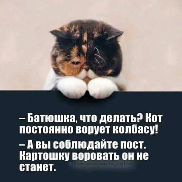 К котовторнику: подборка картинок-баянов с котиками и про котиков. Выпуск 10