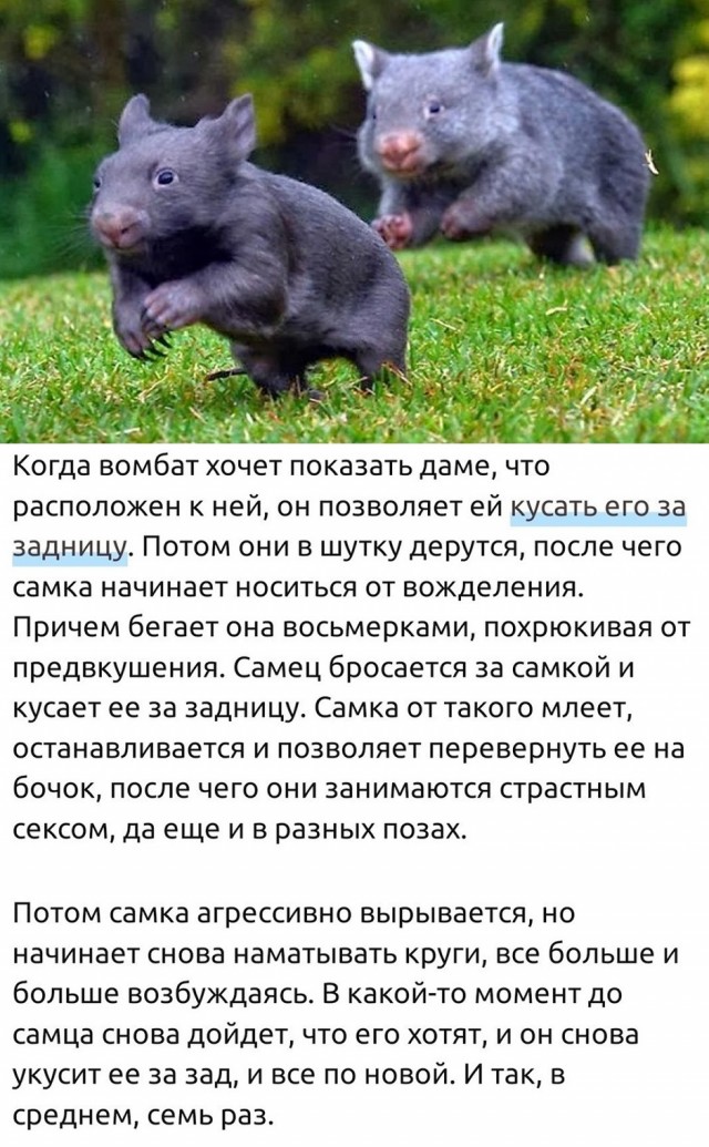 Литболталка