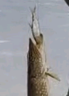 А я щуку поймала