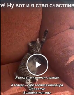 Поздравьте! Ну вот и я стал счастливым обладателем кота!)