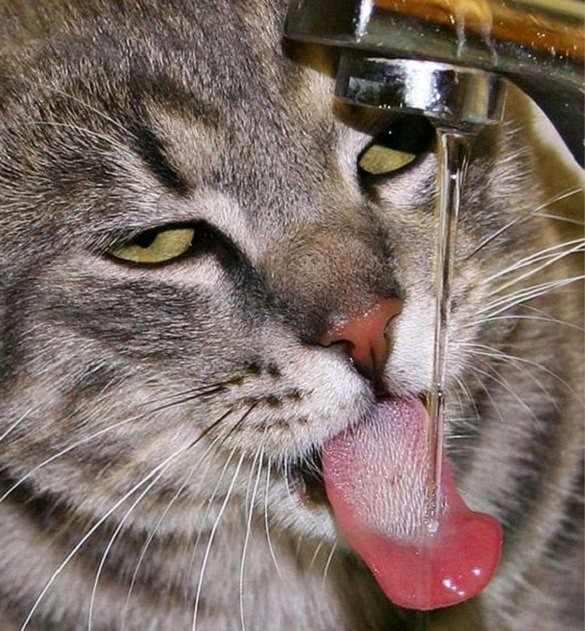 Пост про кота и лисички