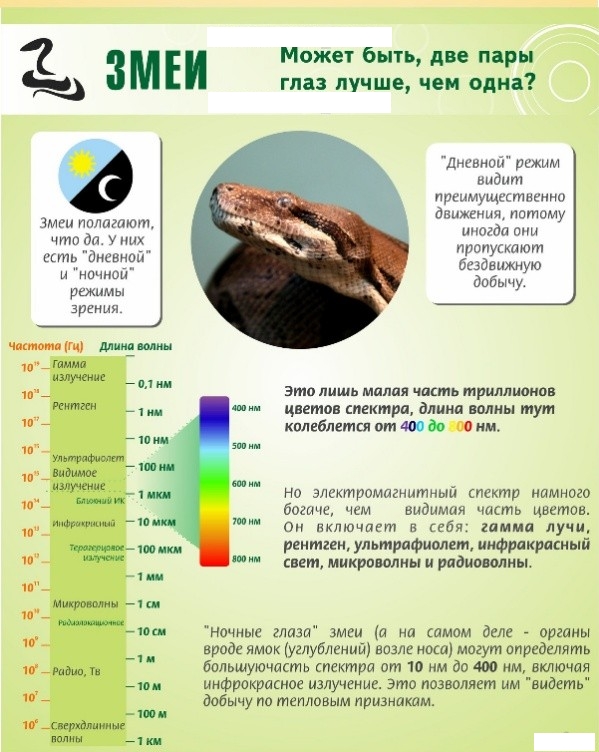 Удивительные факты о зрении у животных