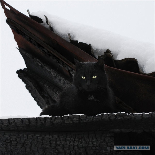 Котовторник 04.11.2014