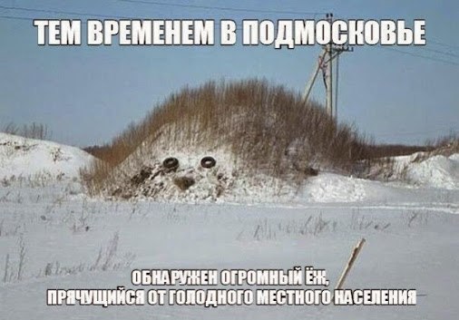 Новорождённые йожики.