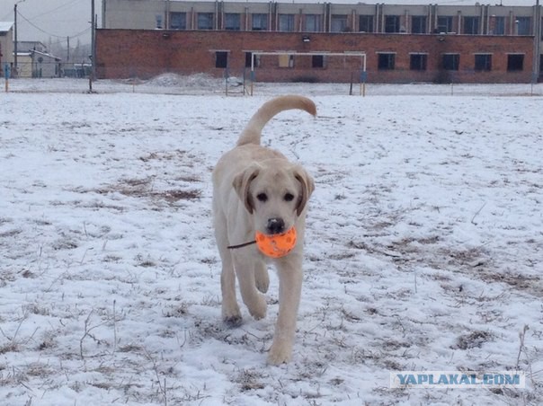 Собакочетверг на 18.12.2014