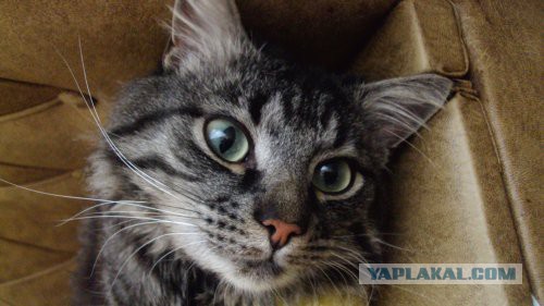 Мой кот. Без политики