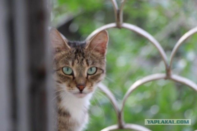 Моим котам