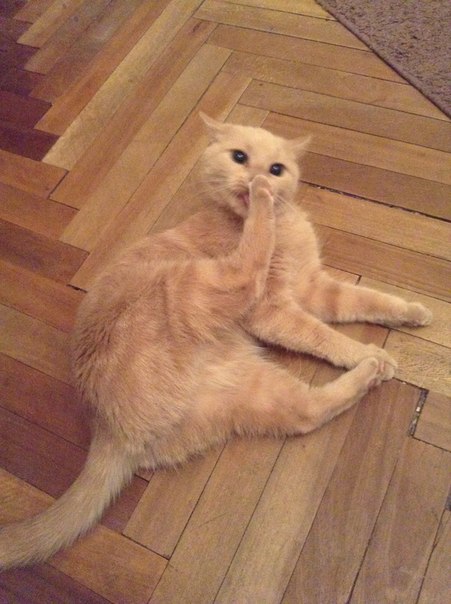 Котовторник