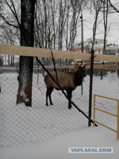 Разные разности с телефона