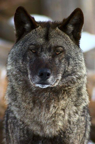 Картинки и прочее