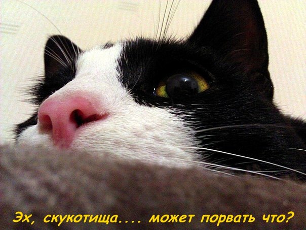 Немного картинок и демотиваторов
