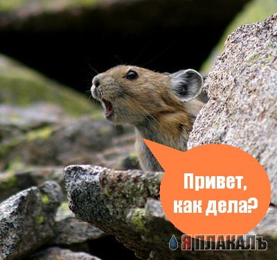 ГРЫЗУНЫ. Мыши, крысы, хомячки и т.д.