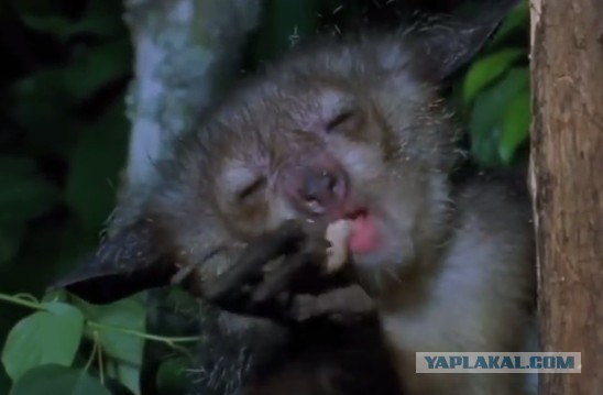 Мадагаскарская руконожка.