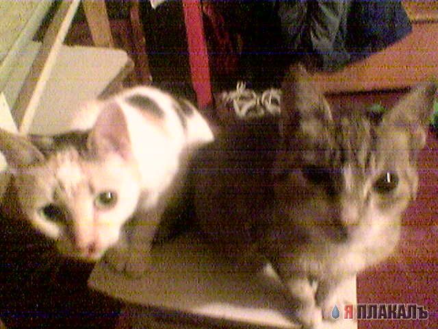 Коты, кошки, котята