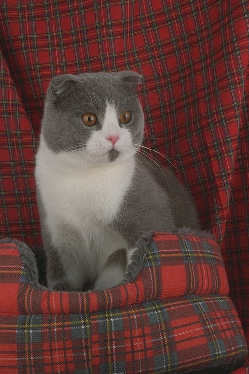 Коты из сети