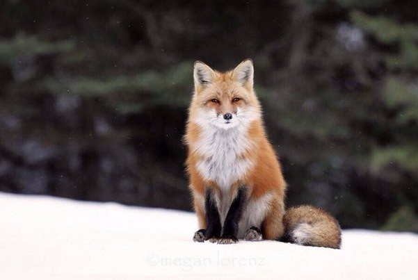 Самые смешные животные