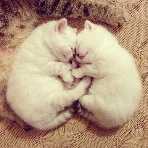 Коты из сети